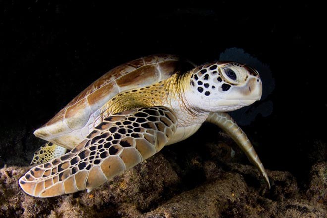 Sea turtle 2 by John Abernethy ©  SW